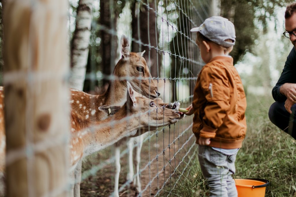 Fun Places to Take the Kids Near Ontario - petting zoo